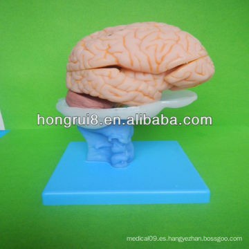 Modelo avanzado del cerebro del PVC, modelos anatómicos del cerebro Modelos del cerebro humano para el uso médico y educativo